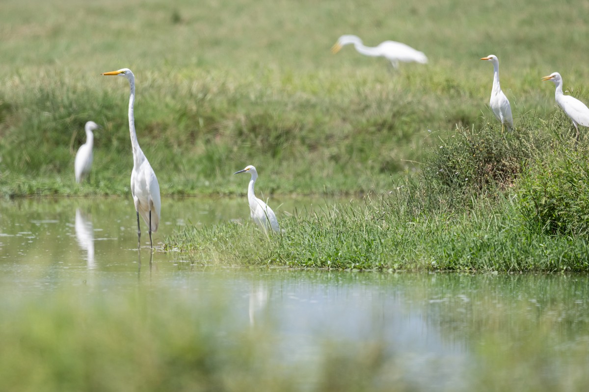 Snowy Egret - ML623267912