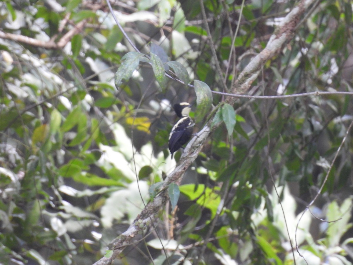 Heart-spotted Woodpecker - ML623267945