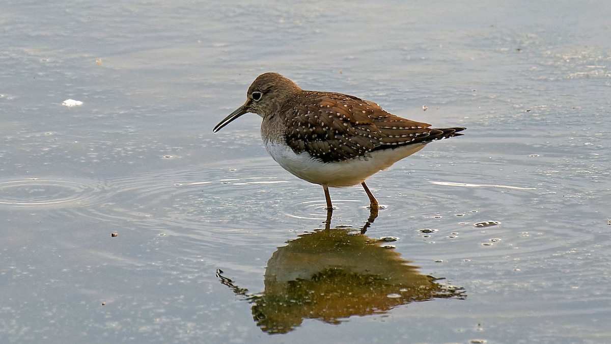 Solitary Sandpiper - ML623267947