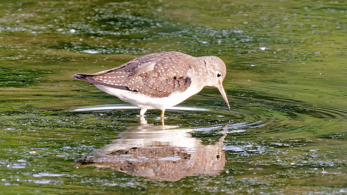 Solitary Sandpiper - ML623267948