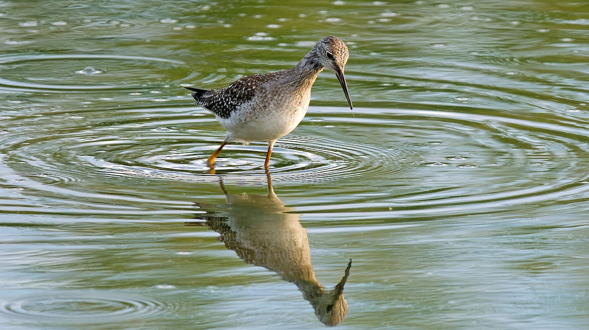 Greater Yellowlegs - ML623267954