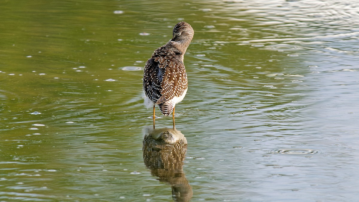 Greater Yellowlegs - ML623267955