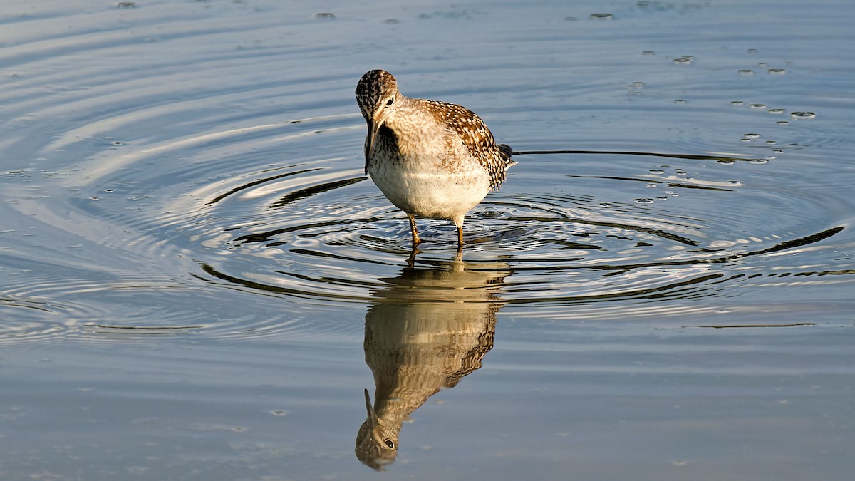 Lesser Yellowlegs - ML623267962