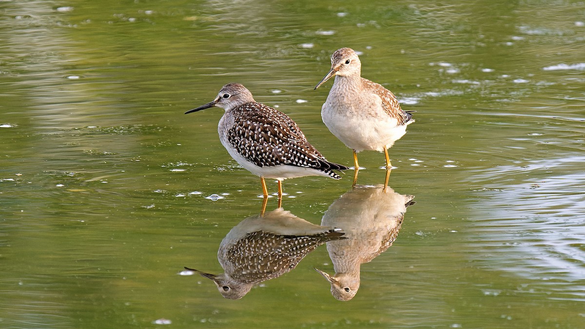 Lesser Yellowlegs - ML623267963