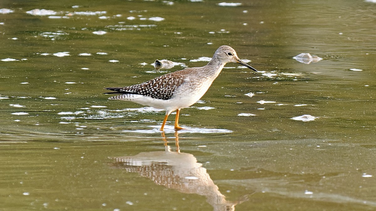 Lesser Yellowlegs - ML623267964