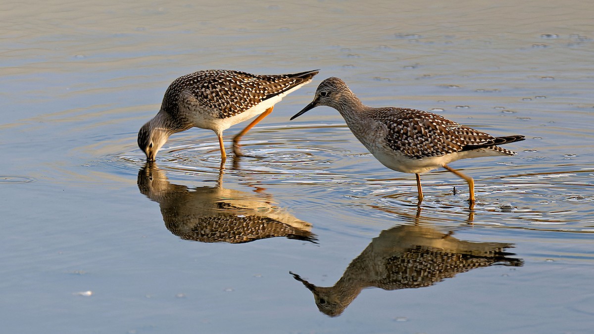 Lesser Yellowlegs - ML623267965