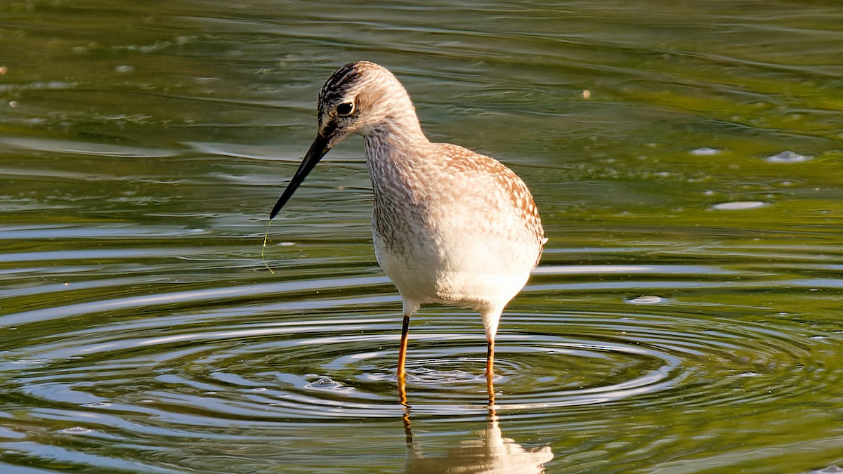 Lesser Yellowlegs - ML623267966