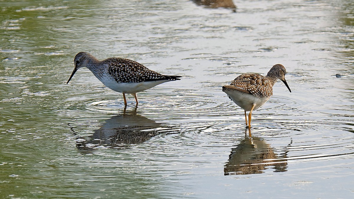 Lesser Yellowlegs - ML623267967