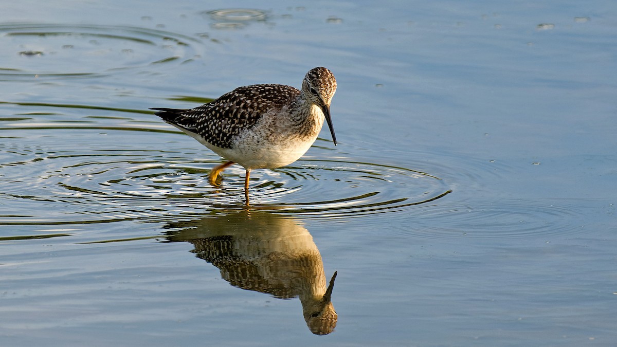 Lesser Yellowlegs - ML623267968