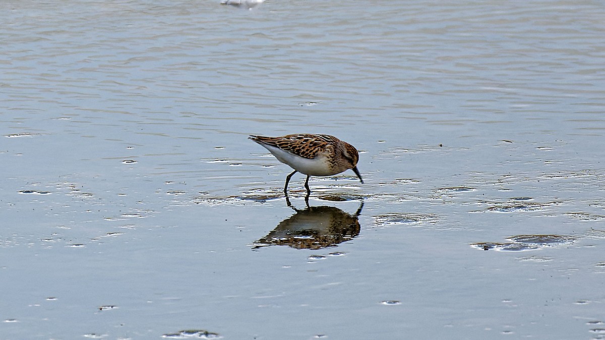 Least Sandpiper - ML623267974