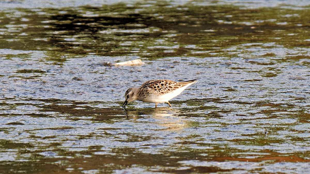 Least Sandpiper - ML623267975