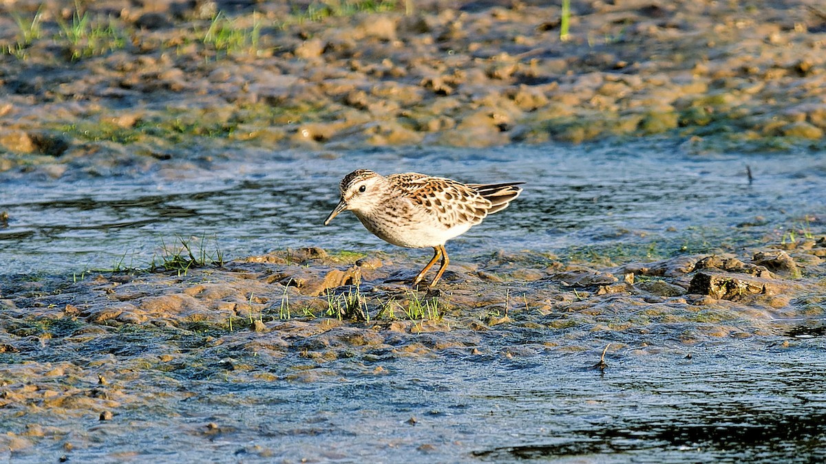 Least Sandpiper - Craig Becker