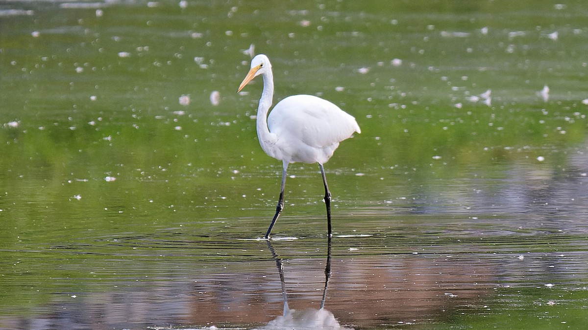 Great Egret - ML623267983