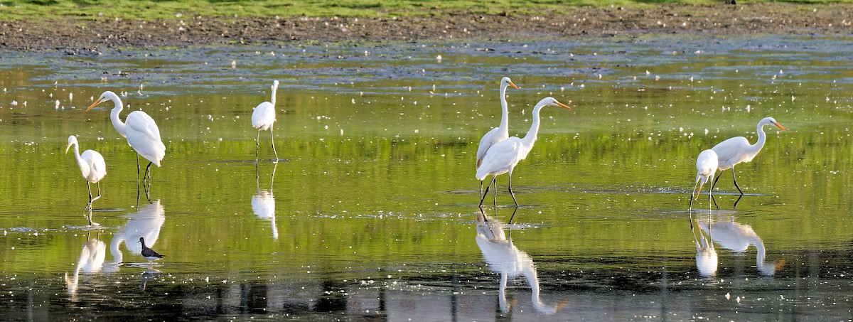 Great Egret - ML623267984