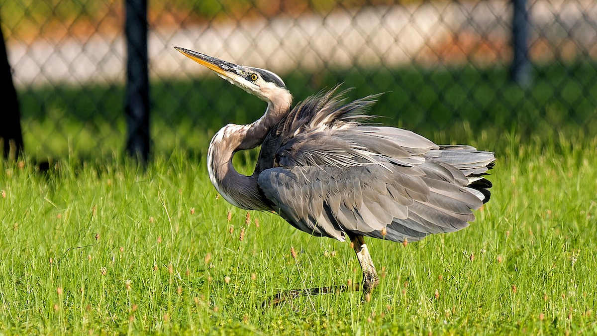 Great Blue Heron - ML623267986