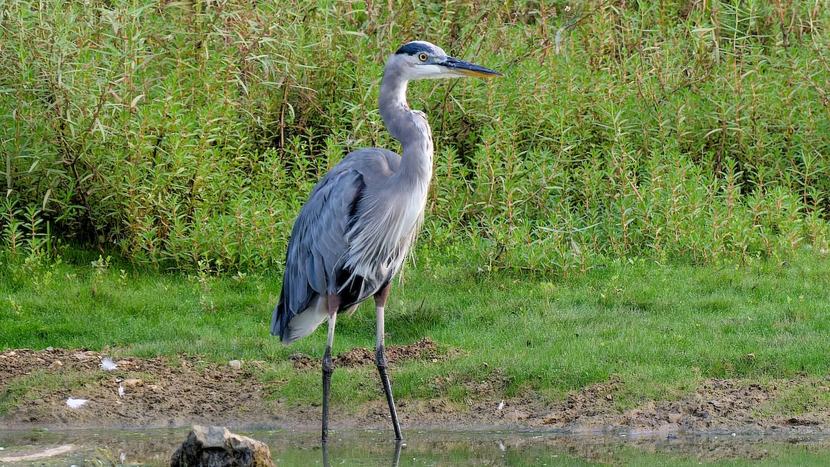 Great Blue Heron - ML623267987