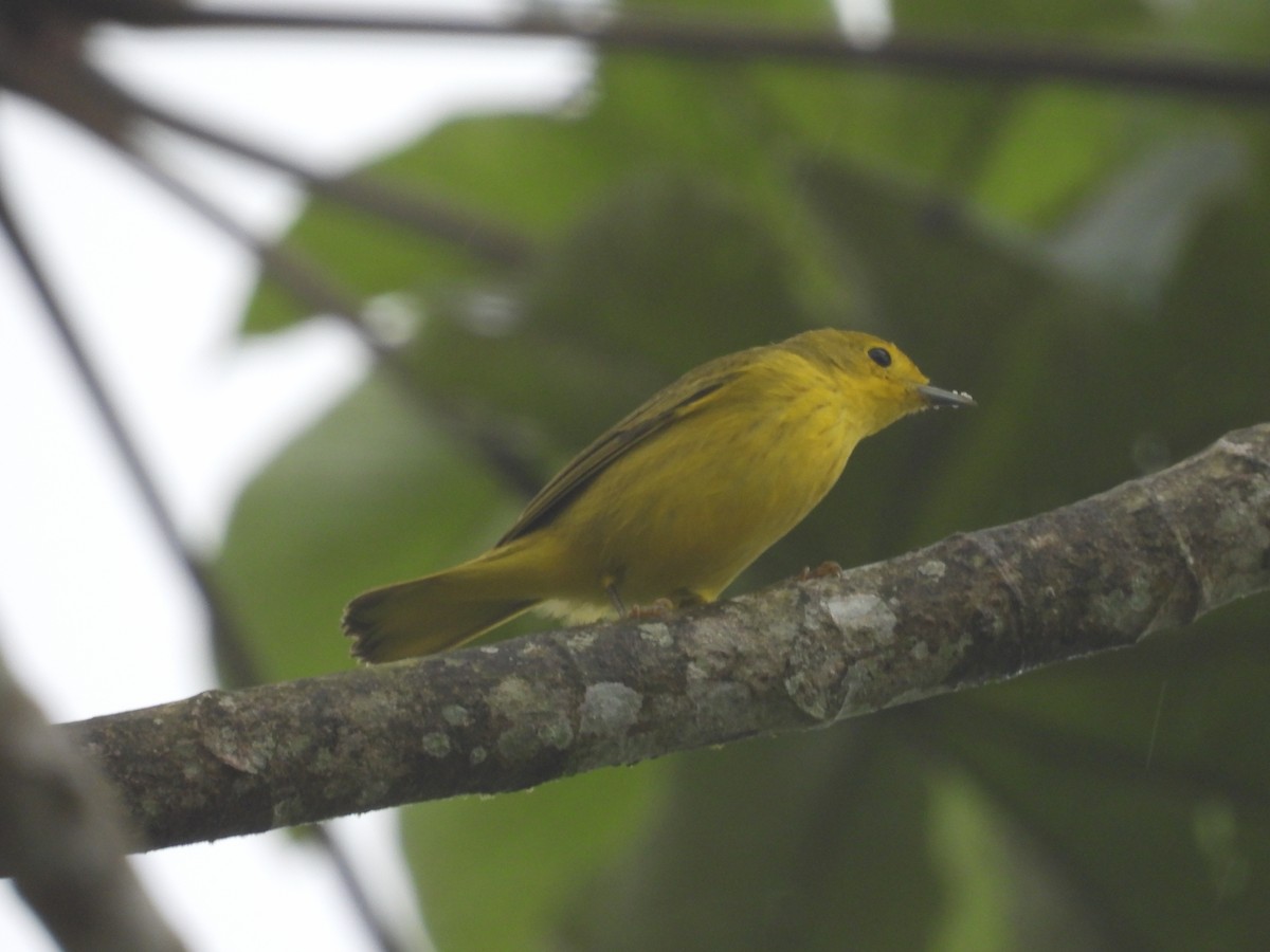 Yellow Warbler - ML623268005