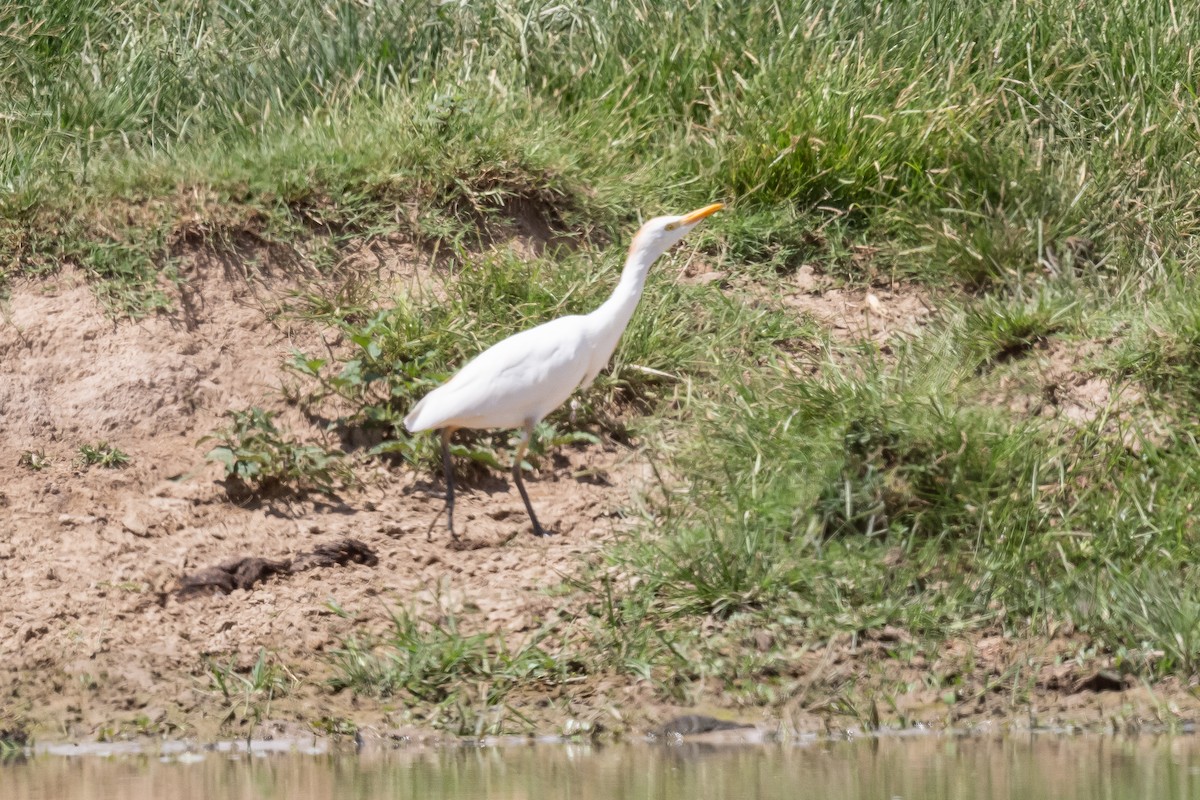 Western Cattle Egret - ML623268008