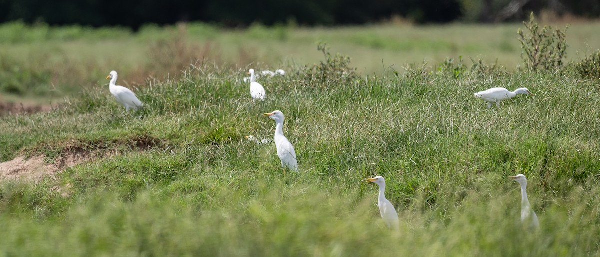 Western Cattle Egret - ML623268014