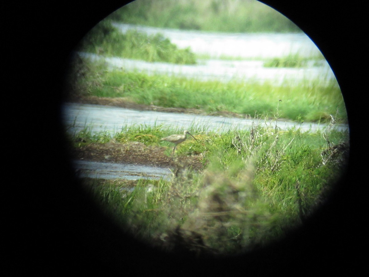 Long-billed Curlew - ML623268037