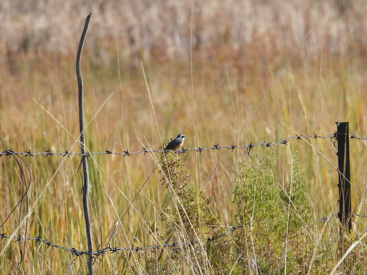 Red-breasted Nuthatch - ML623268058