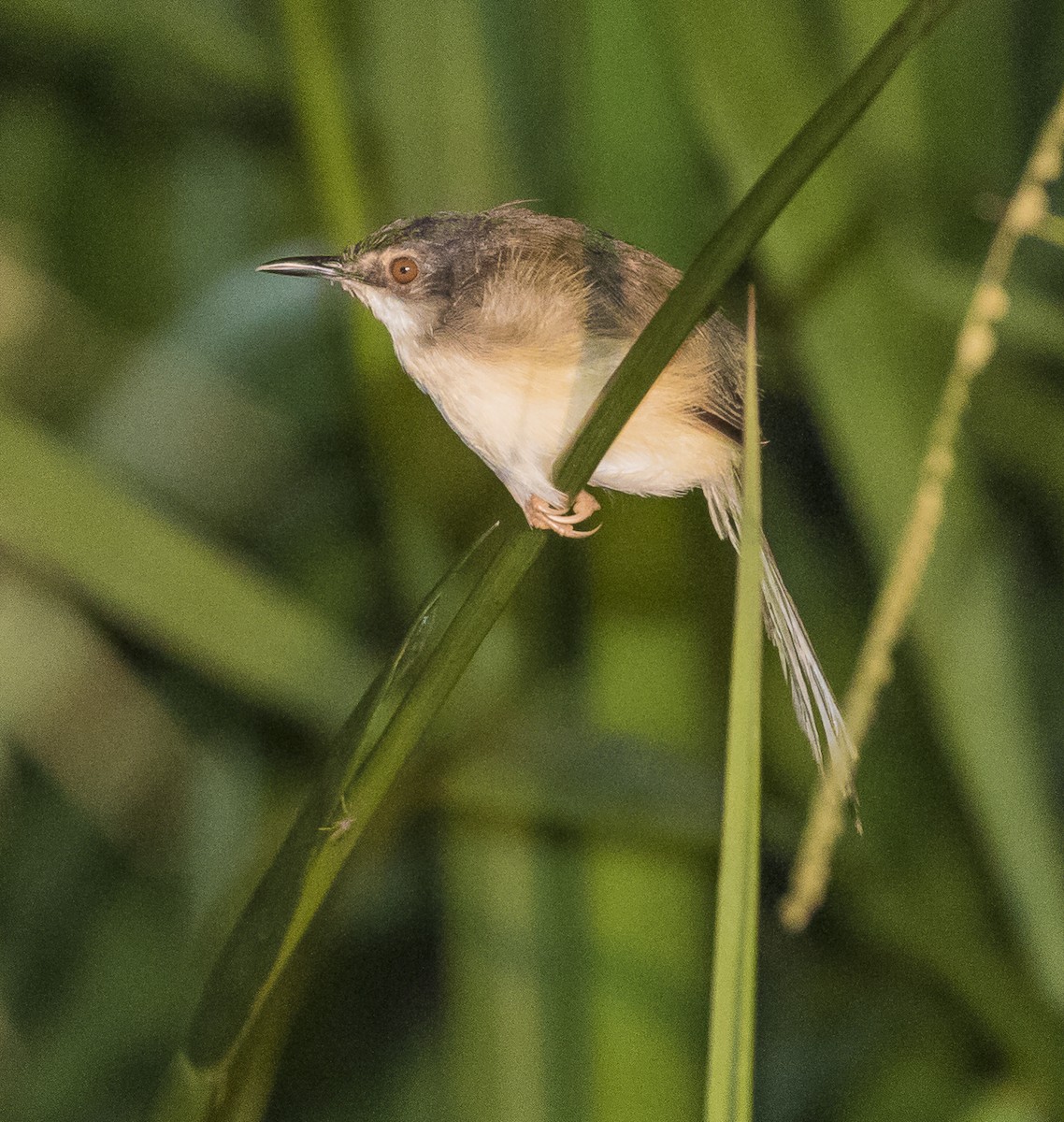 Yellow-bellied Prinia - John le Rond