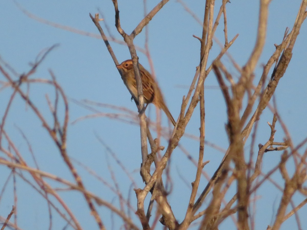 LeConte's Sparrow - ML623268154