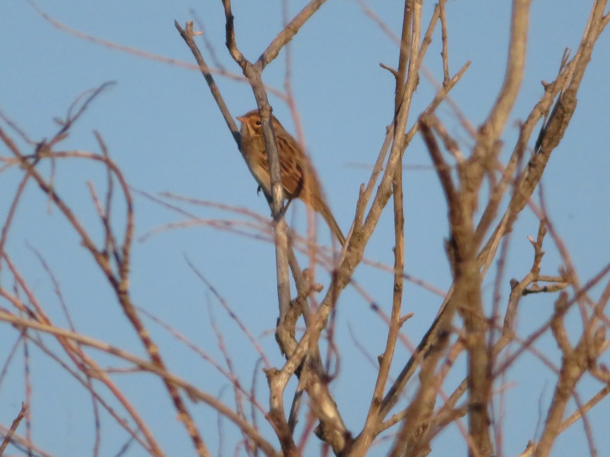 LeConte's Sparrow - ML623268155