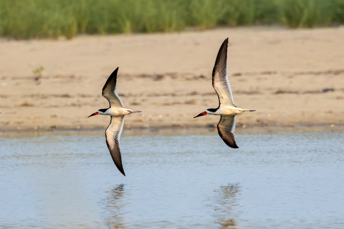 Black Skimmer - ML623268165