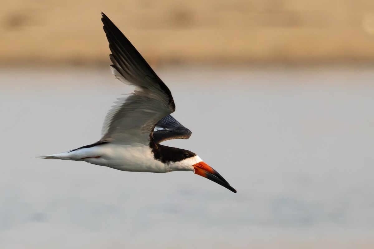 Black Skimmer - ML623268188