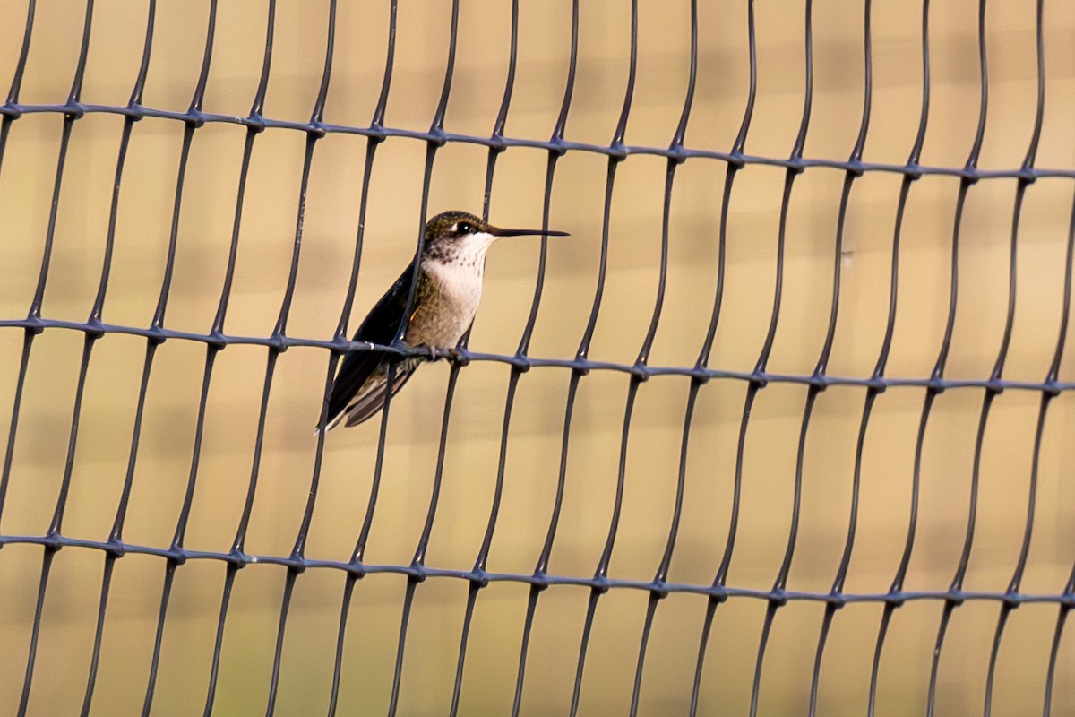 Ruby-throated Hummingbird - ML623268266