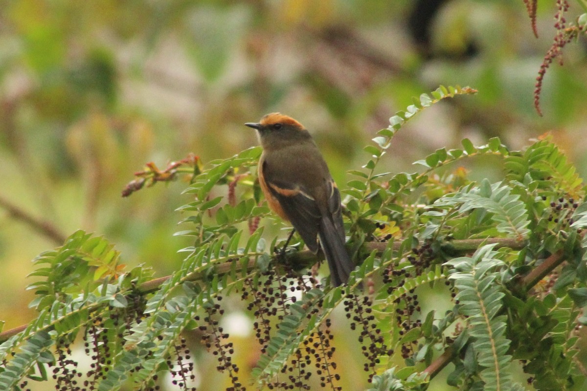 Rufous-browed Chat-Tyrant - ML623268267