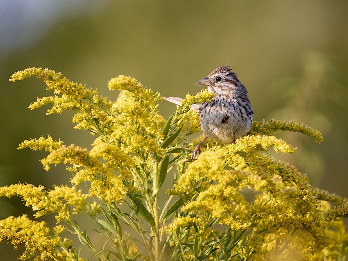 Song Sparrow - Michael Yablick