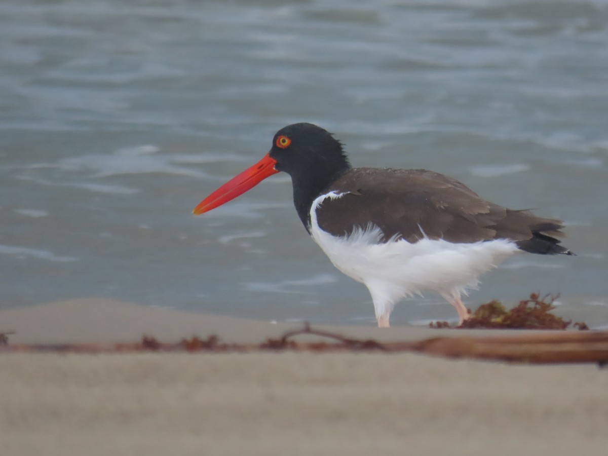 American Oystercatcher - ML623268341