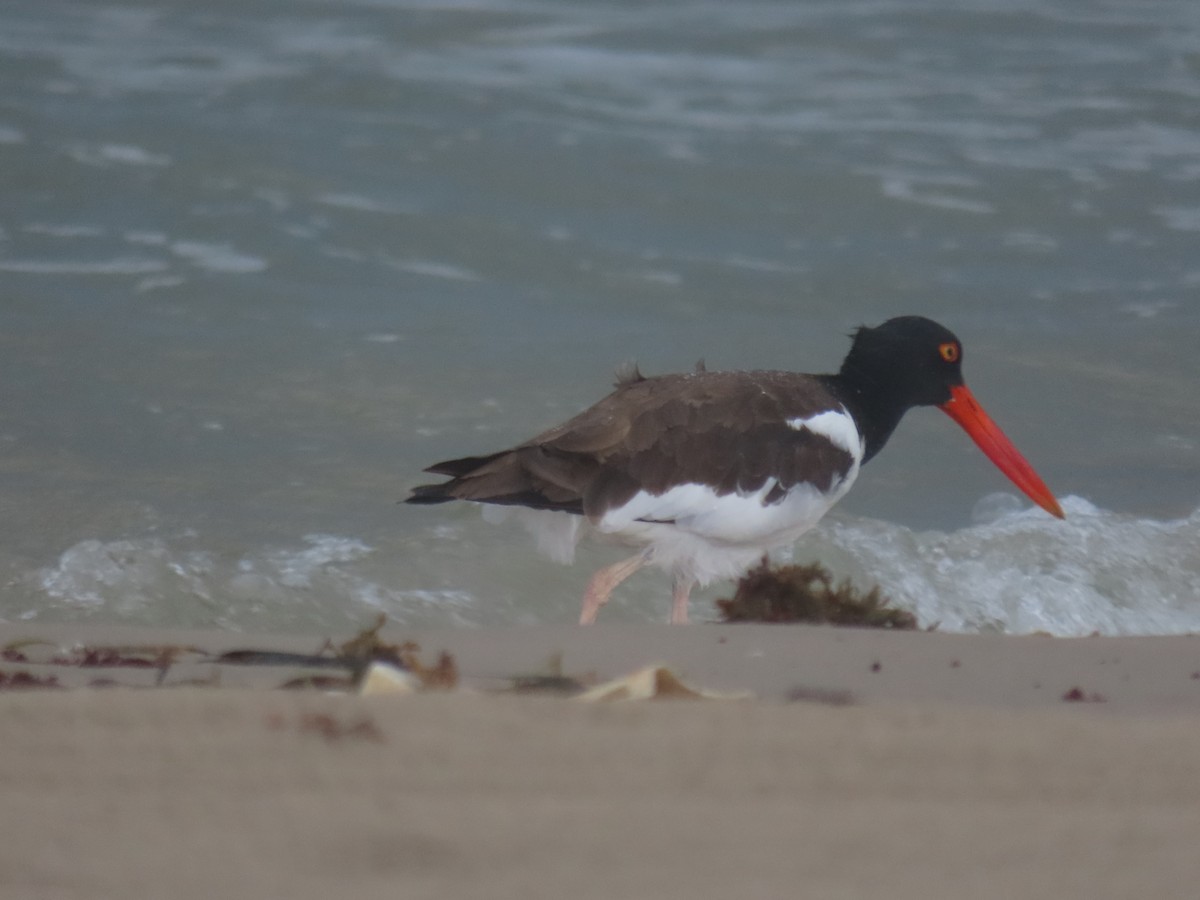 American Oystercatcher - ML623268342