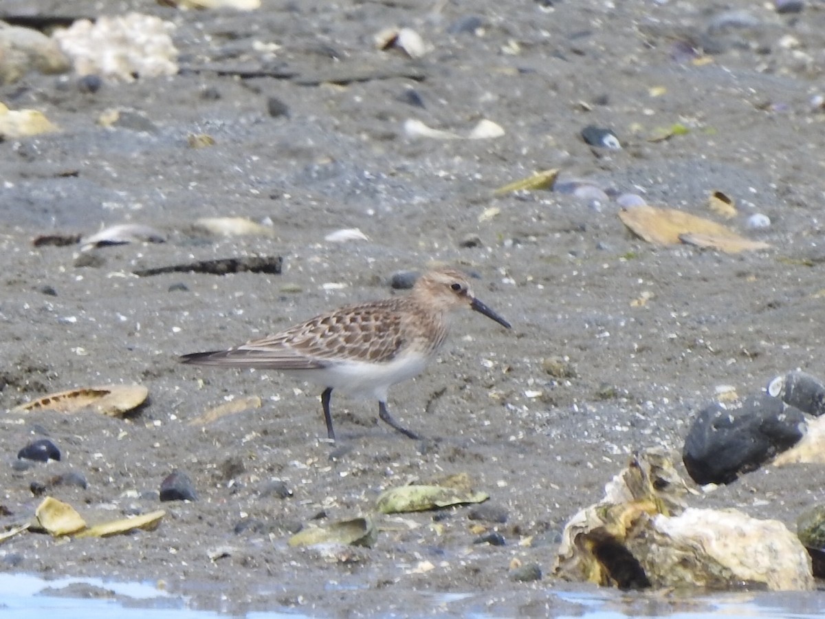 gulbrystsnipe - ML623268349