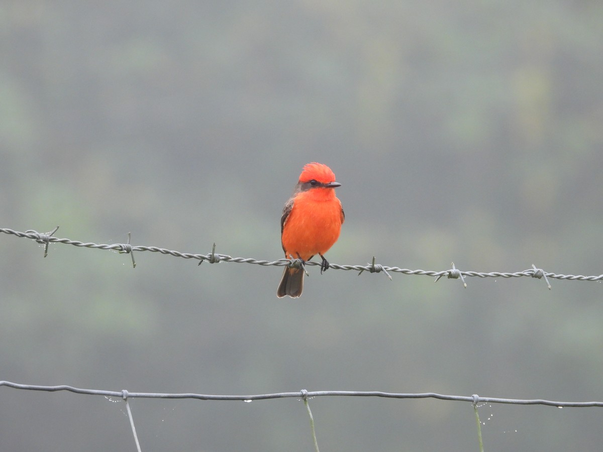 Vermilion Flycatcher - ML623268360