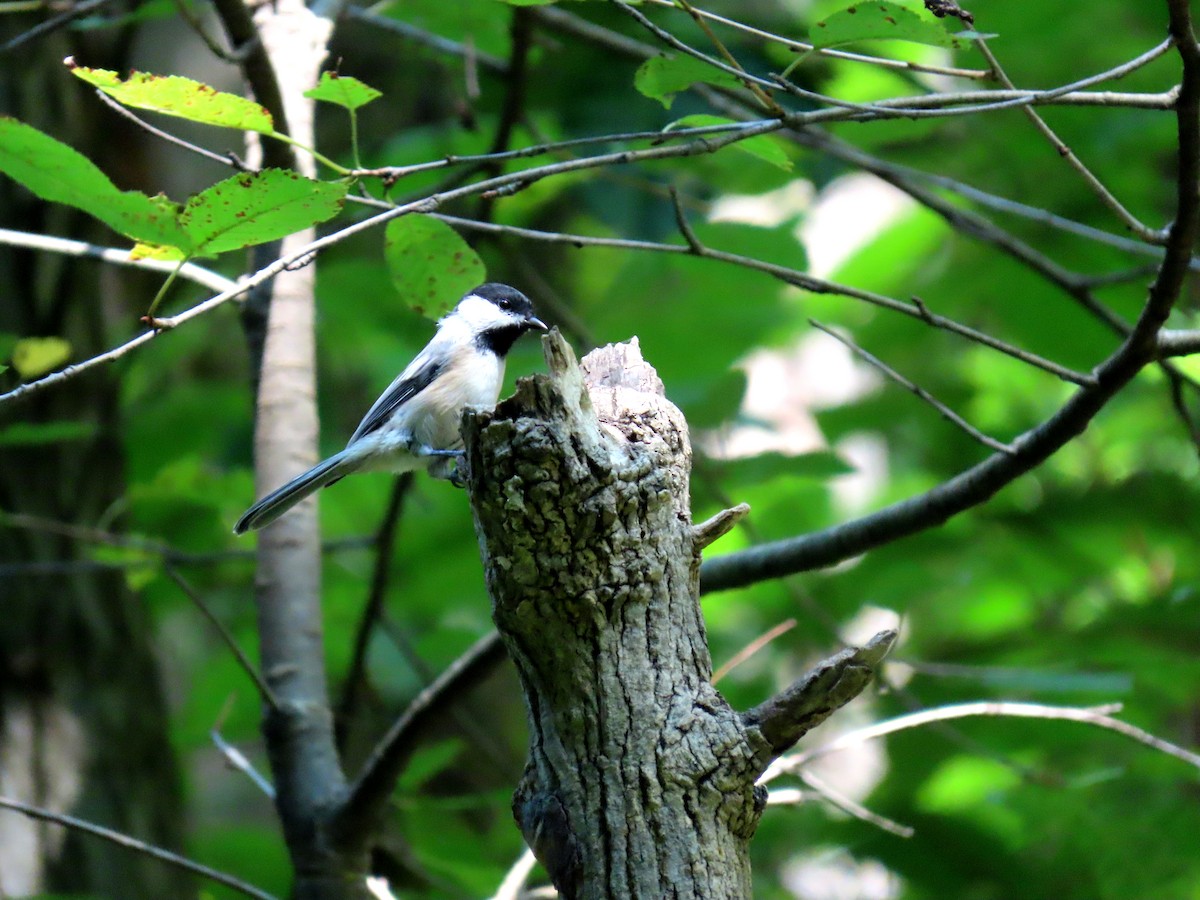 Carolina/Black-capped Chickadee - ML623268394