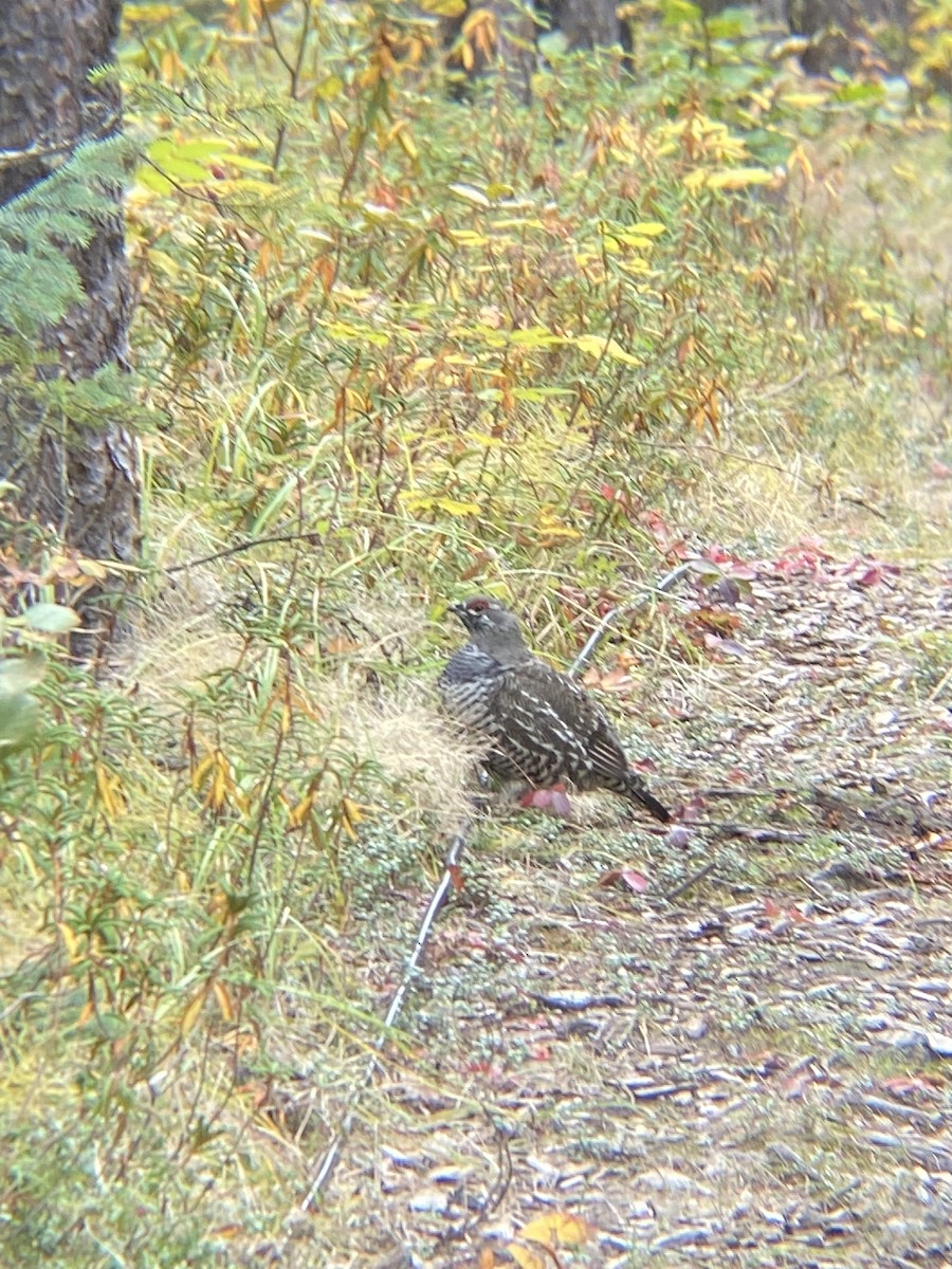 Spruce Grouse - ML623268396