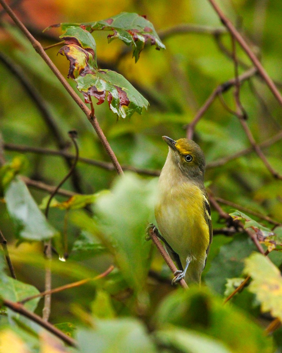 White-eyed Vireo - ML623268415