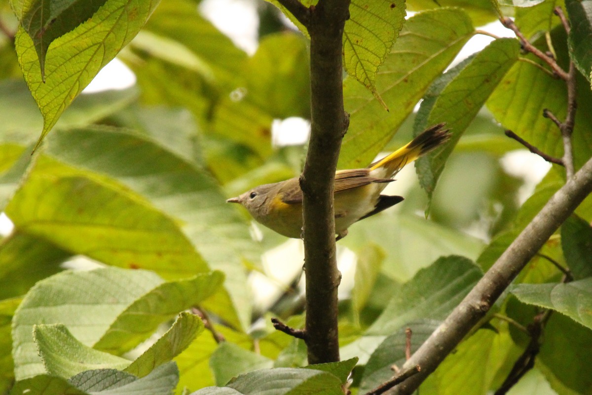 American Redstart - ML623268417