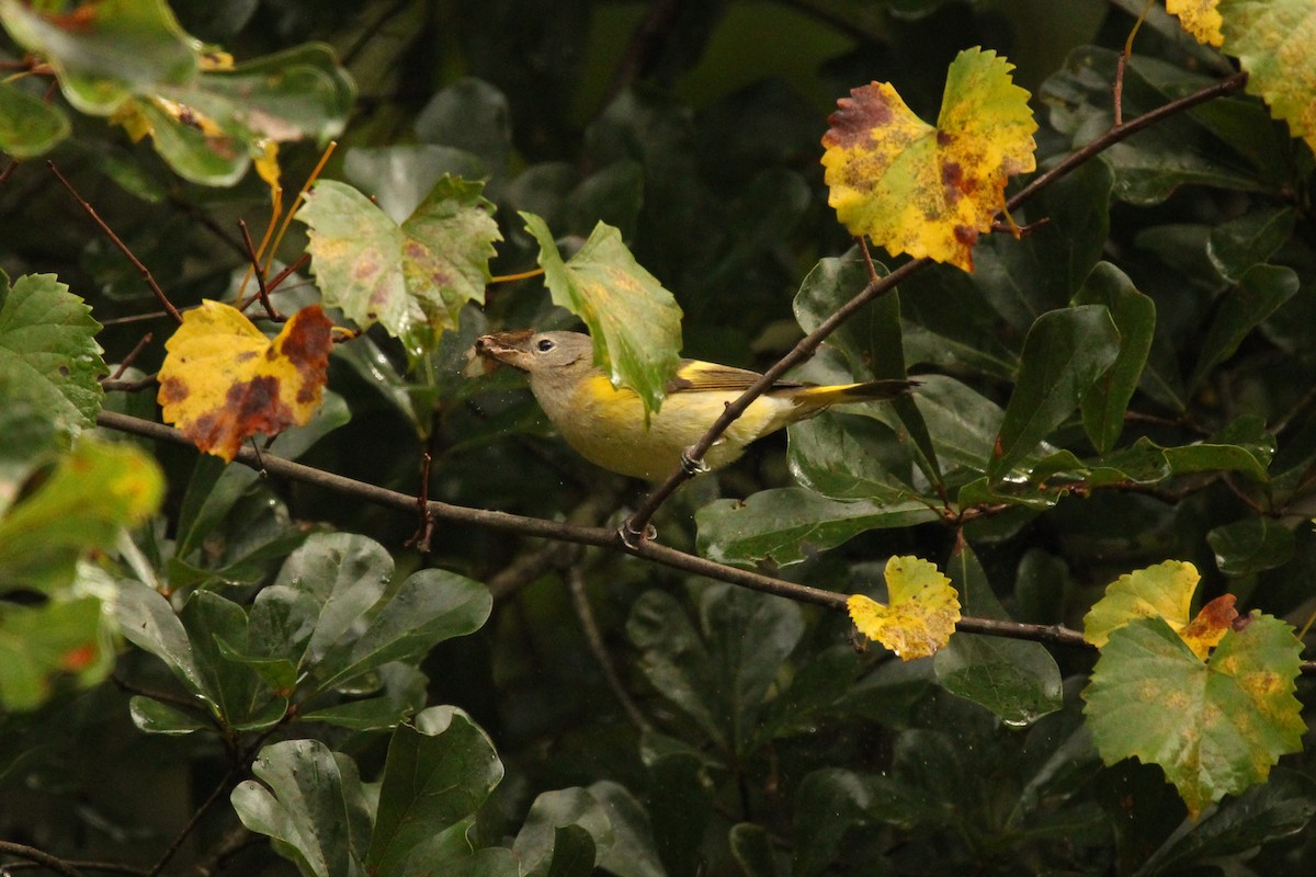 American Redstart - ML623268431