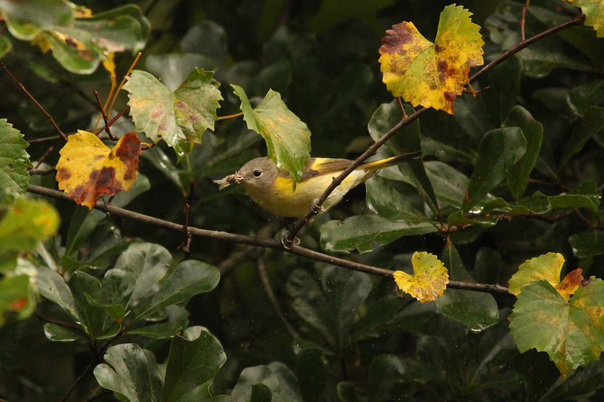 American Redstart - ML623268435