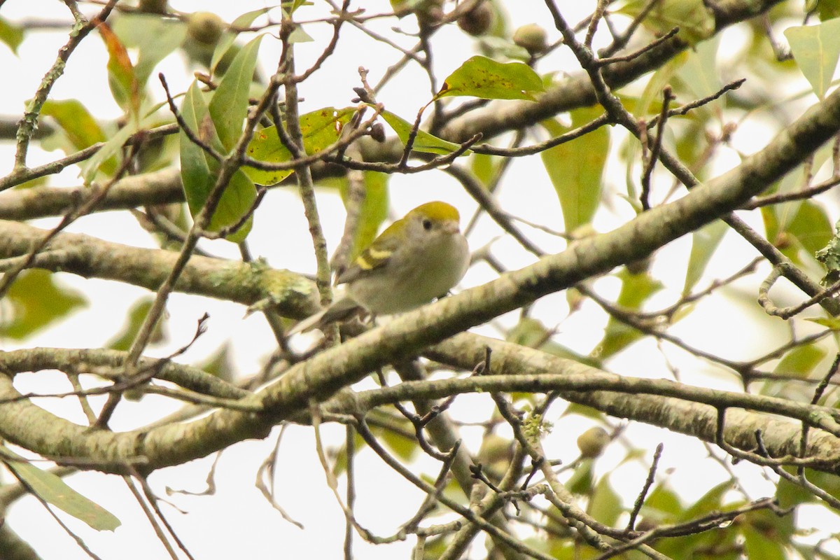 Chestnut-sided Warbler - ML623268442