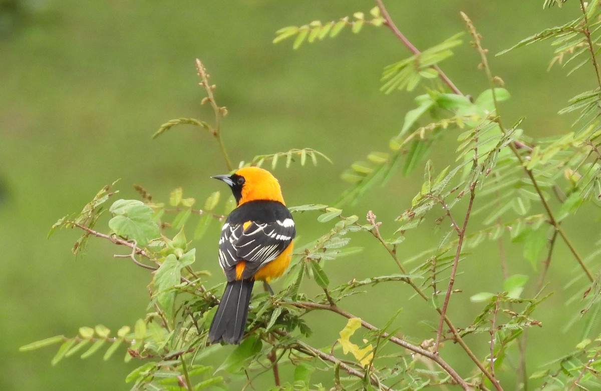 Hooded Oriole - ML623268458