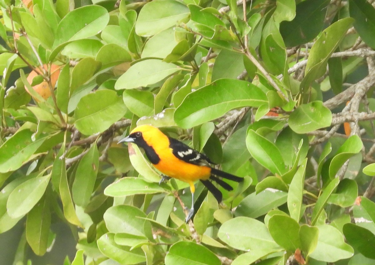 Hooded Oriole - ML623268461