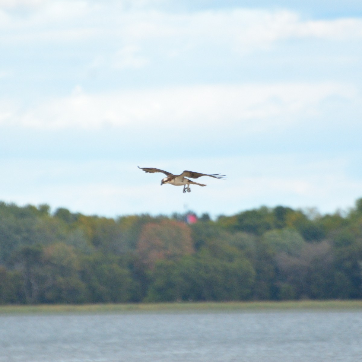 Osprey - ML623268462