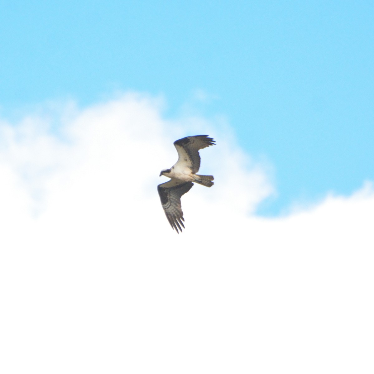 Osprey - ML623268463