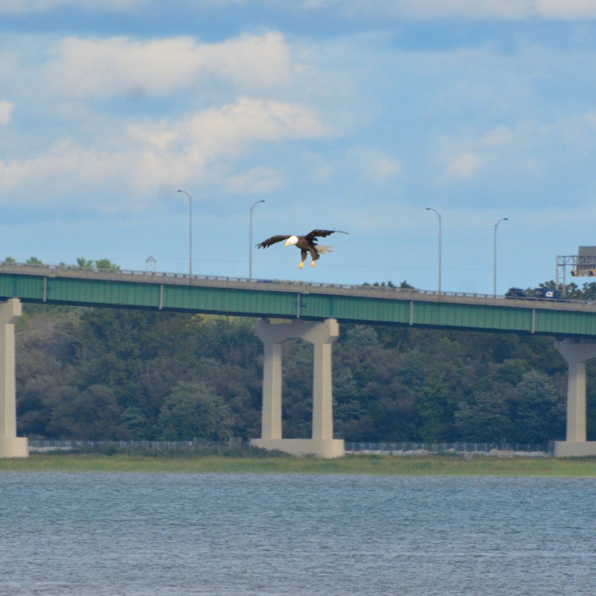 Bald Eagle - ML623268466
