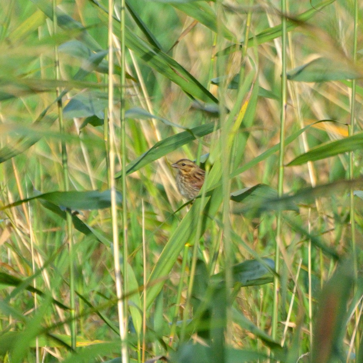 Song Sparrow - ML623268472